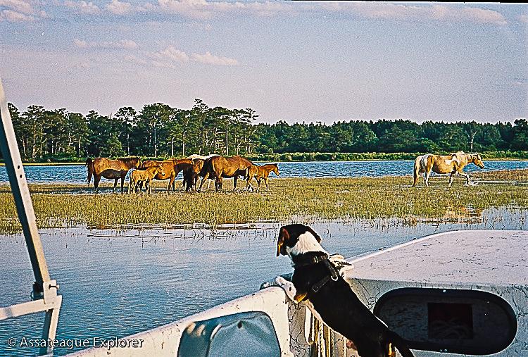 Dog Rides a on a Boat While Watching Horses