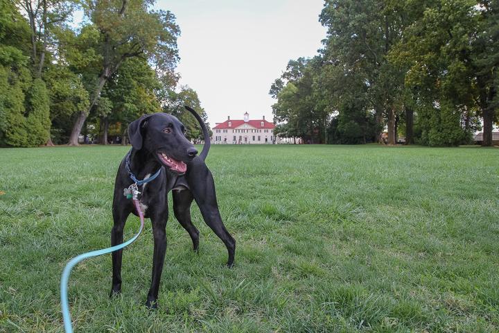 Pet Friendly George Washington's Mount Vernon