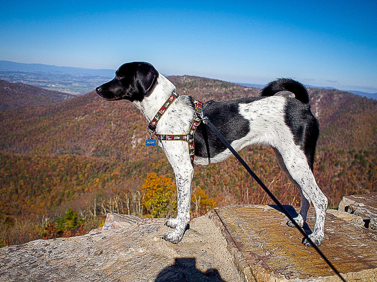 Dog Stands on Top of a Rock at Shenandoah National Park ⋆ BringFido