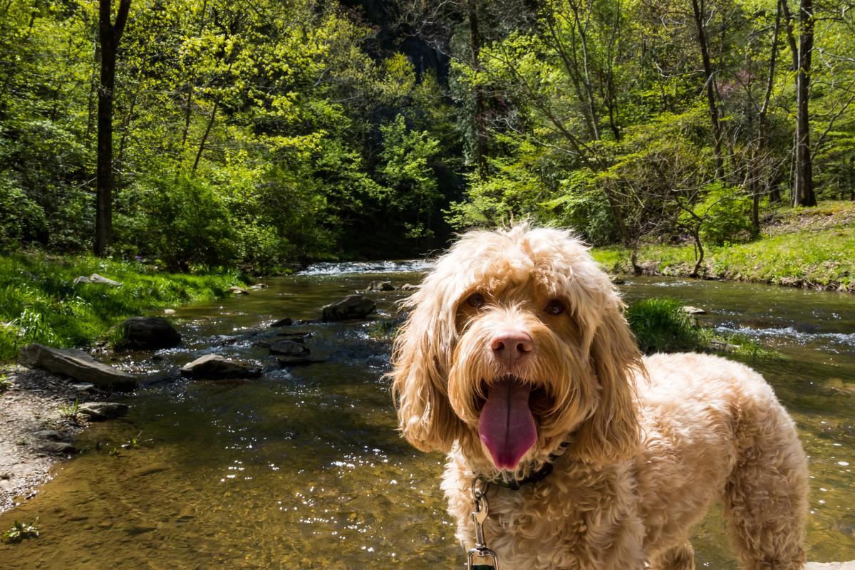 Dog Friendly Hiking Trails in Front Royal VA BringFido