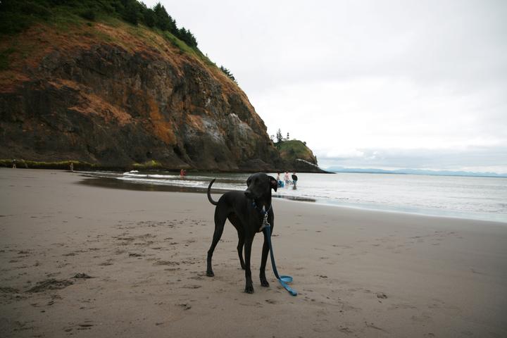 Pet Friendly Cape Disappointment State Park