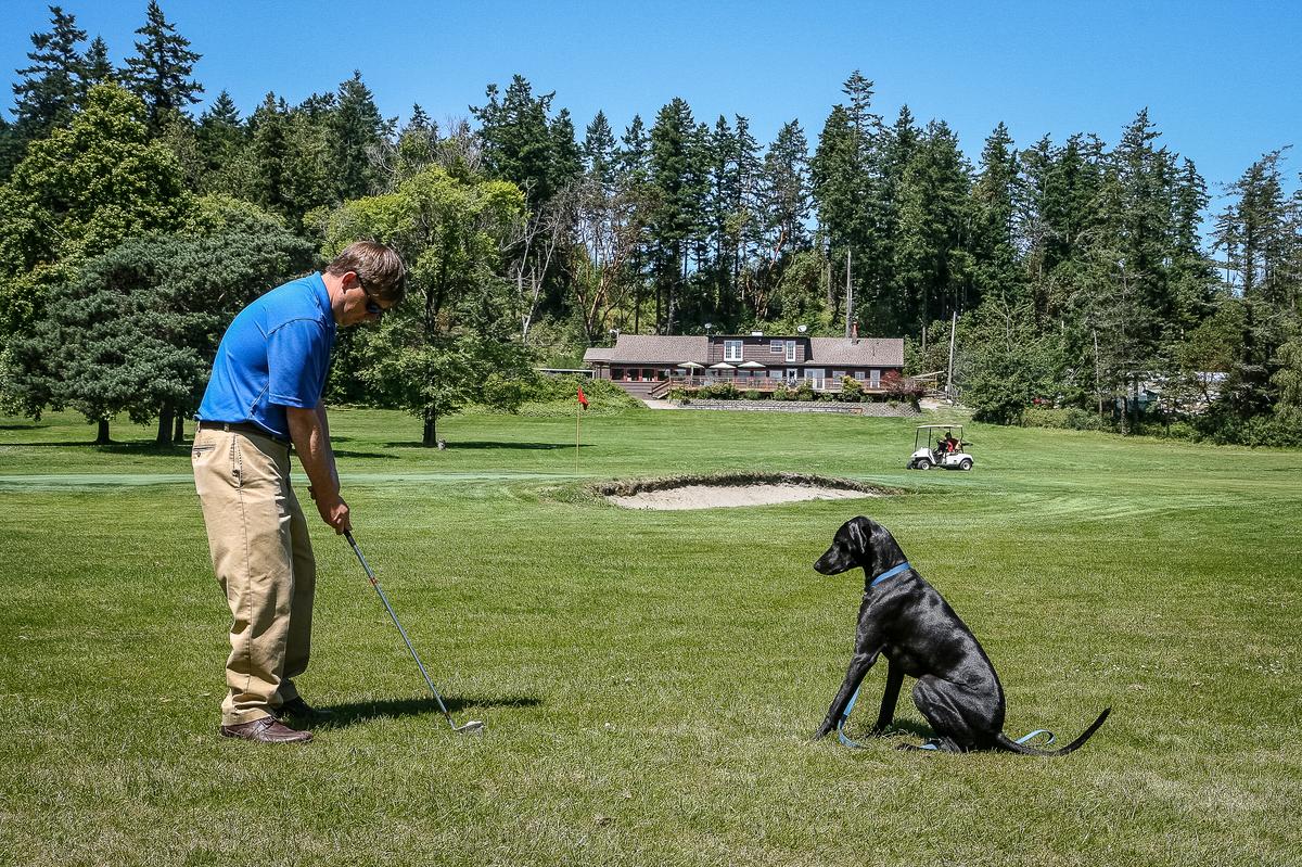 Dog Watches His Owner Golf