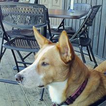 The Gaslight restaurant view 5