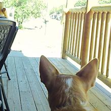 The Gaslight restaurant view 4