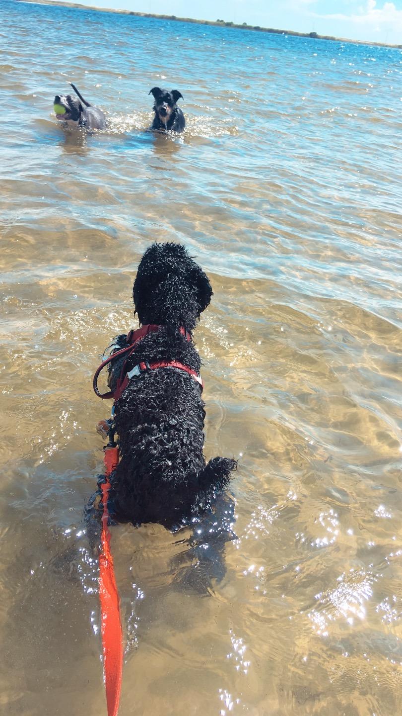Dog Friendly Fort Walton Beach Fl Bring Fido