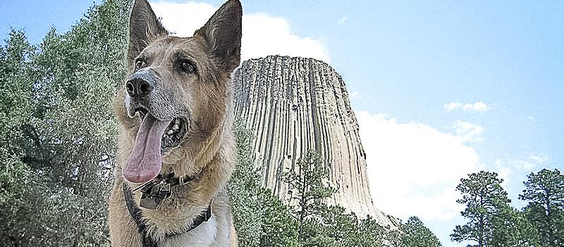 Dog Friendly Devils Tower, WY