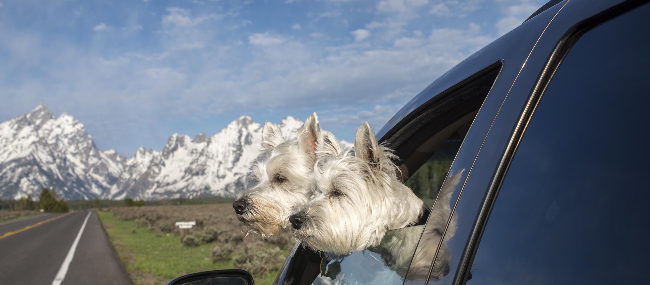 Dog Friendly Moose, WY