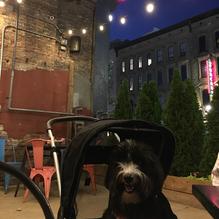 Merle's Whiskey Kitchen restaurant view 2