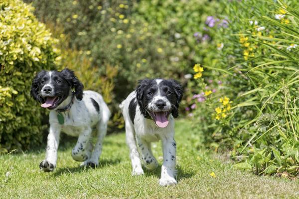 Springer Spaniel Dogs running in a garden ⋆ BringFido