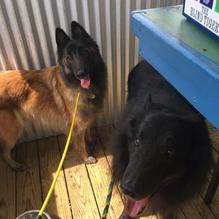 The Blind Tiger restaurant view 4