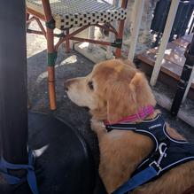 Cafe Leila restaurant view 1