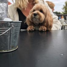 Tent City restaurant view 1