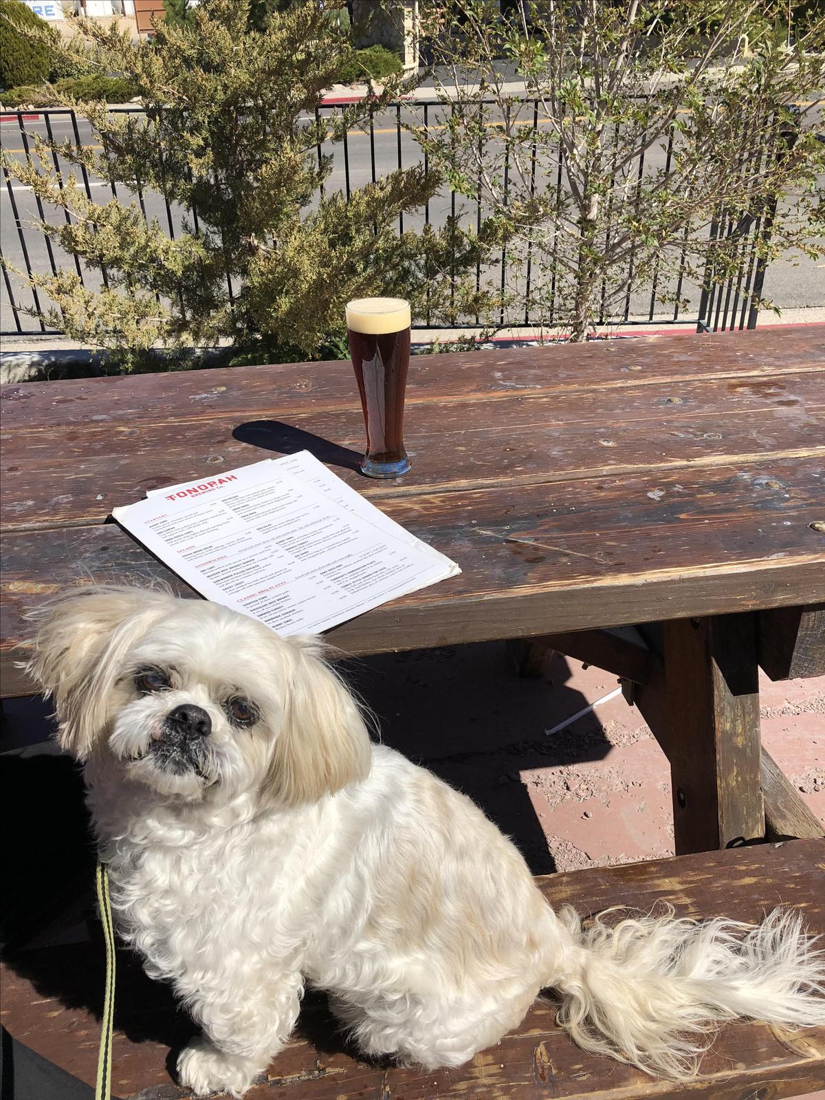 Tonopah Brewing Co. restaurant view 4