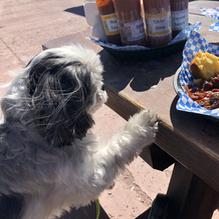 Tonopah Brewing Co. restaurant view 3