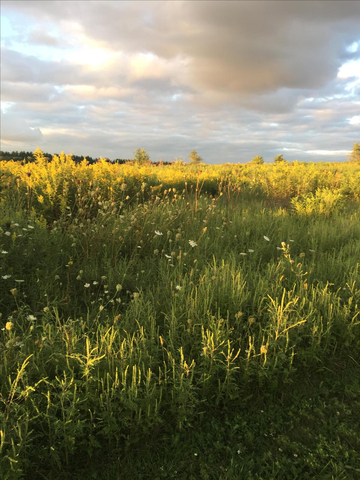 Tall Grass Prairie At Cap Springs ⋆ BringFido