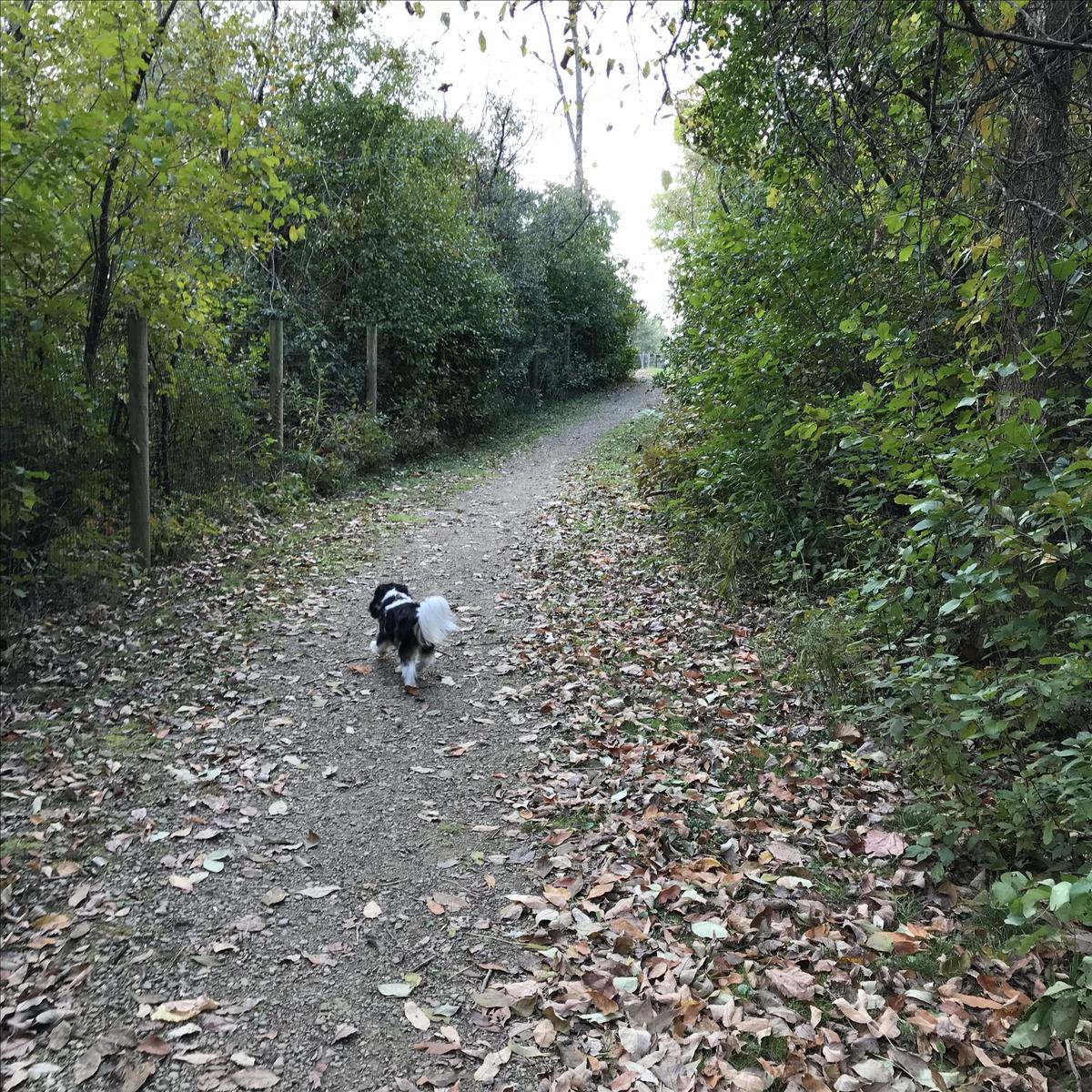 Trail In Smalls Area