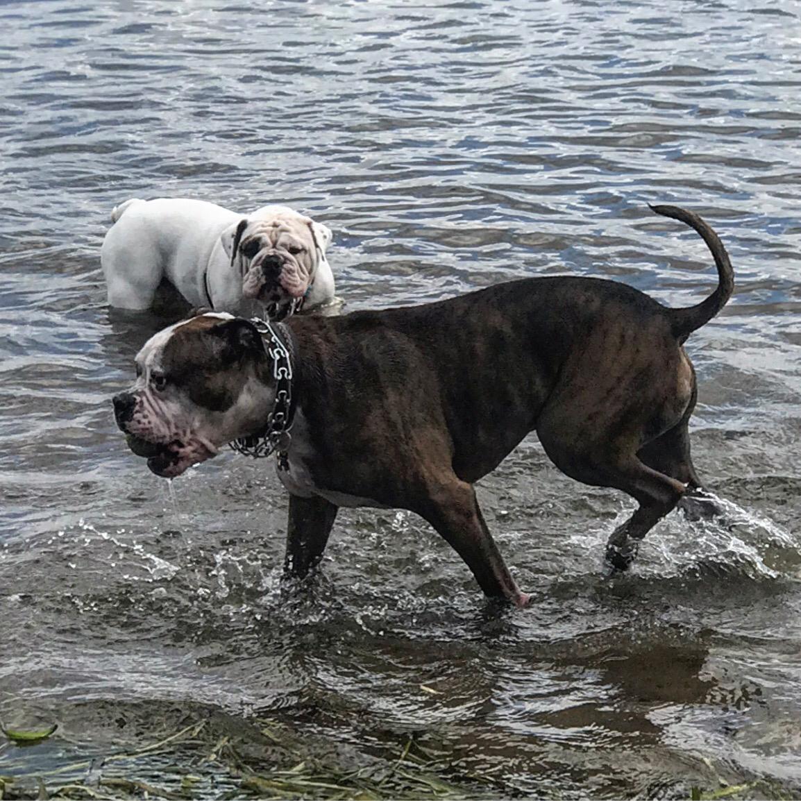 Baldwin Dog Park ⋆ BringFido