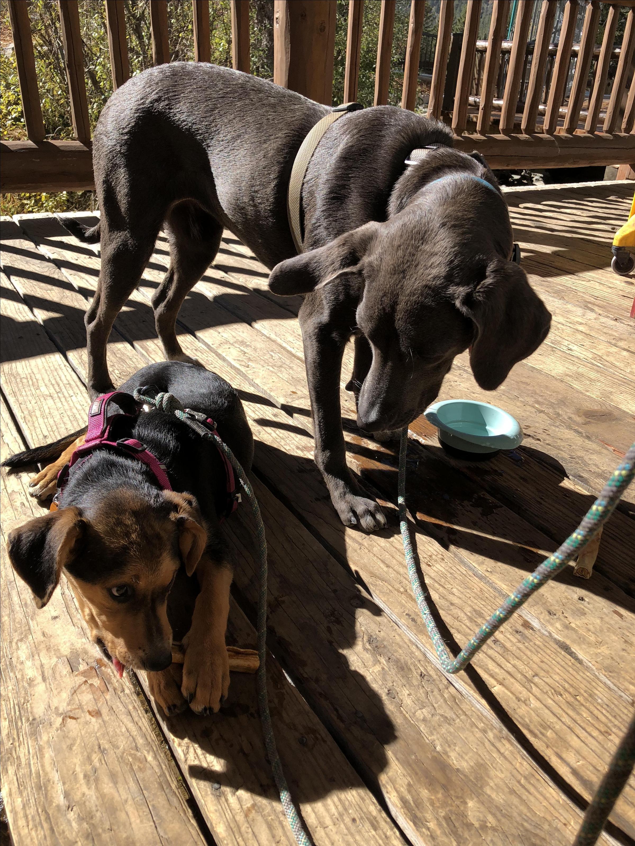 Tim's Stray Dog Cantina Is Pet Friendly