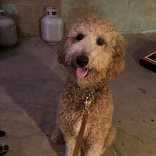 Texas Mesquite Grill restaurant view 2