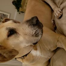 Mudhook Brewing Company restaurant view 4