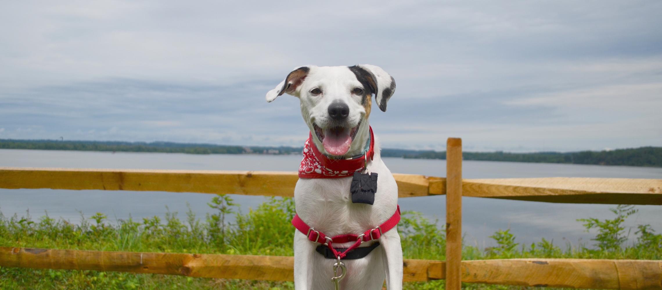 Dog Friendly Lorton, VA
