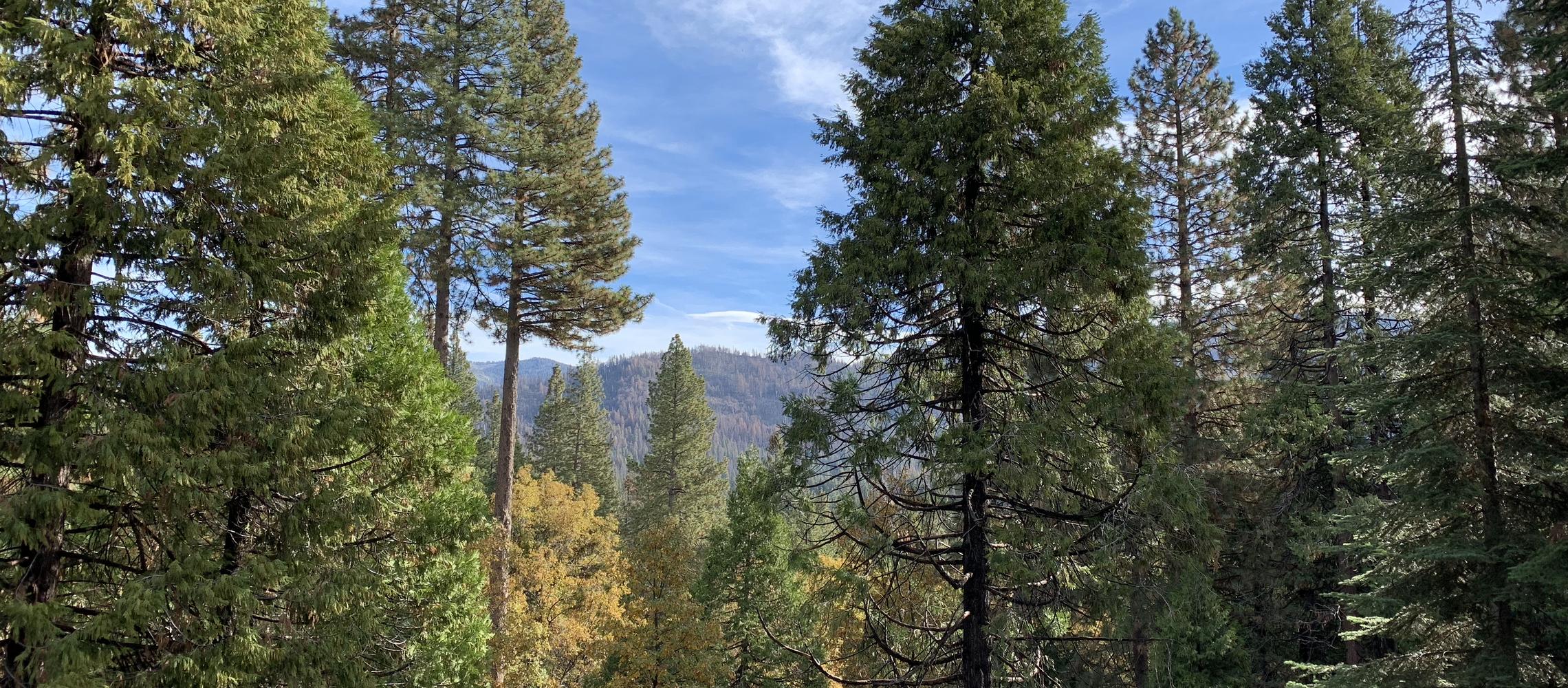 Dog Friendly Fish Camp, CA
