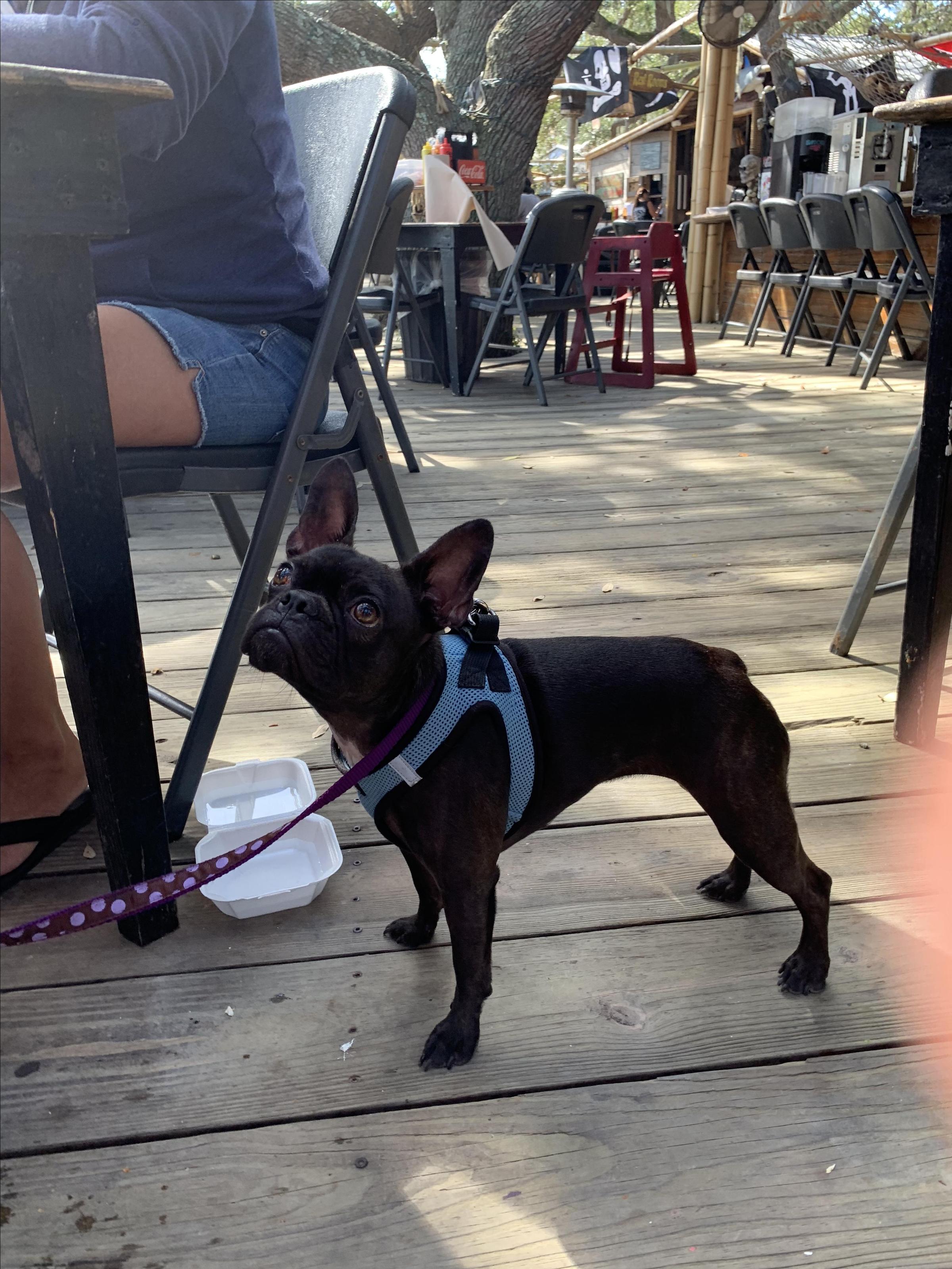 The Crab Shack Is Pet Friendly