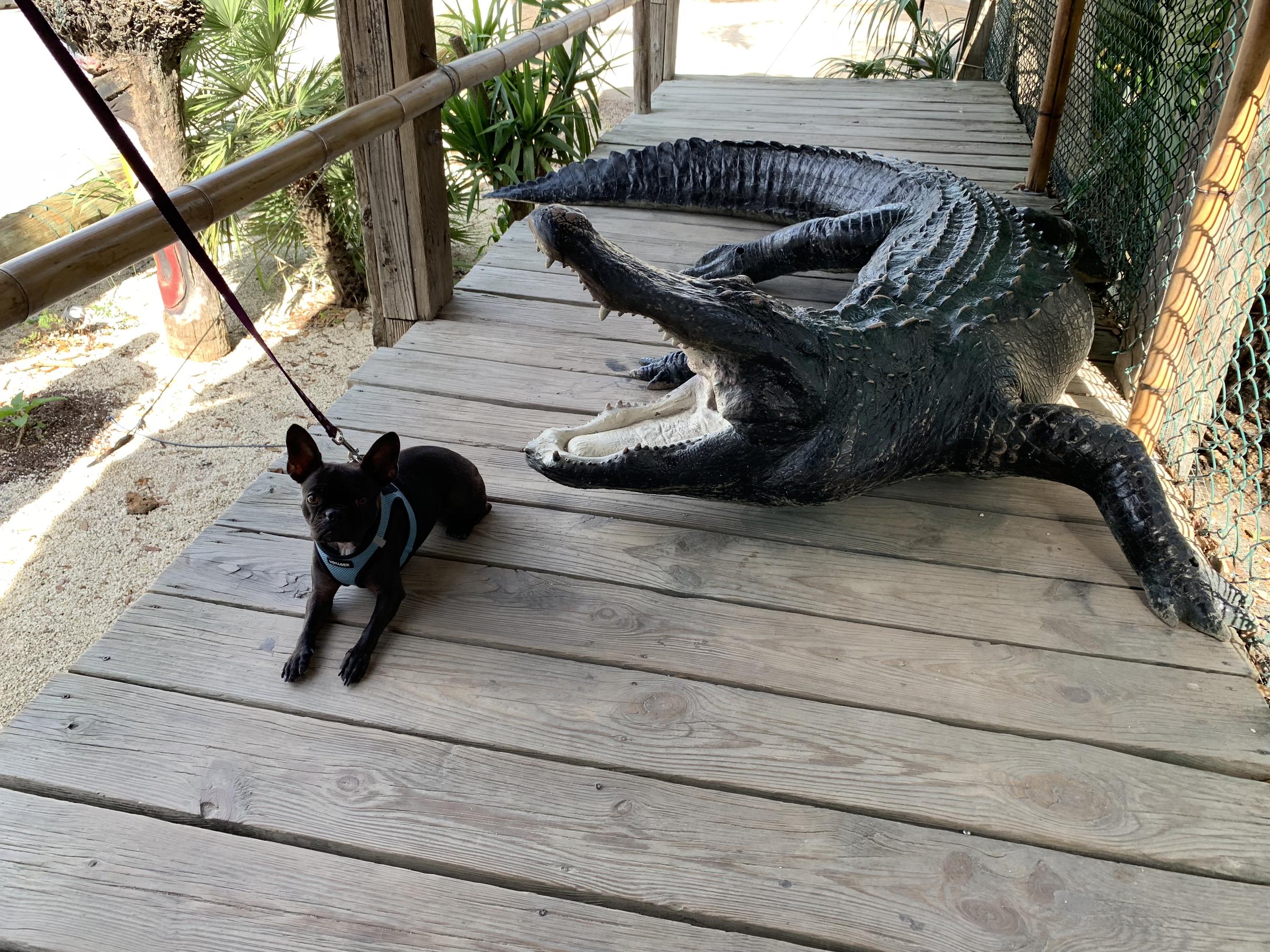 The Crab Shack Is Pet Friendly
