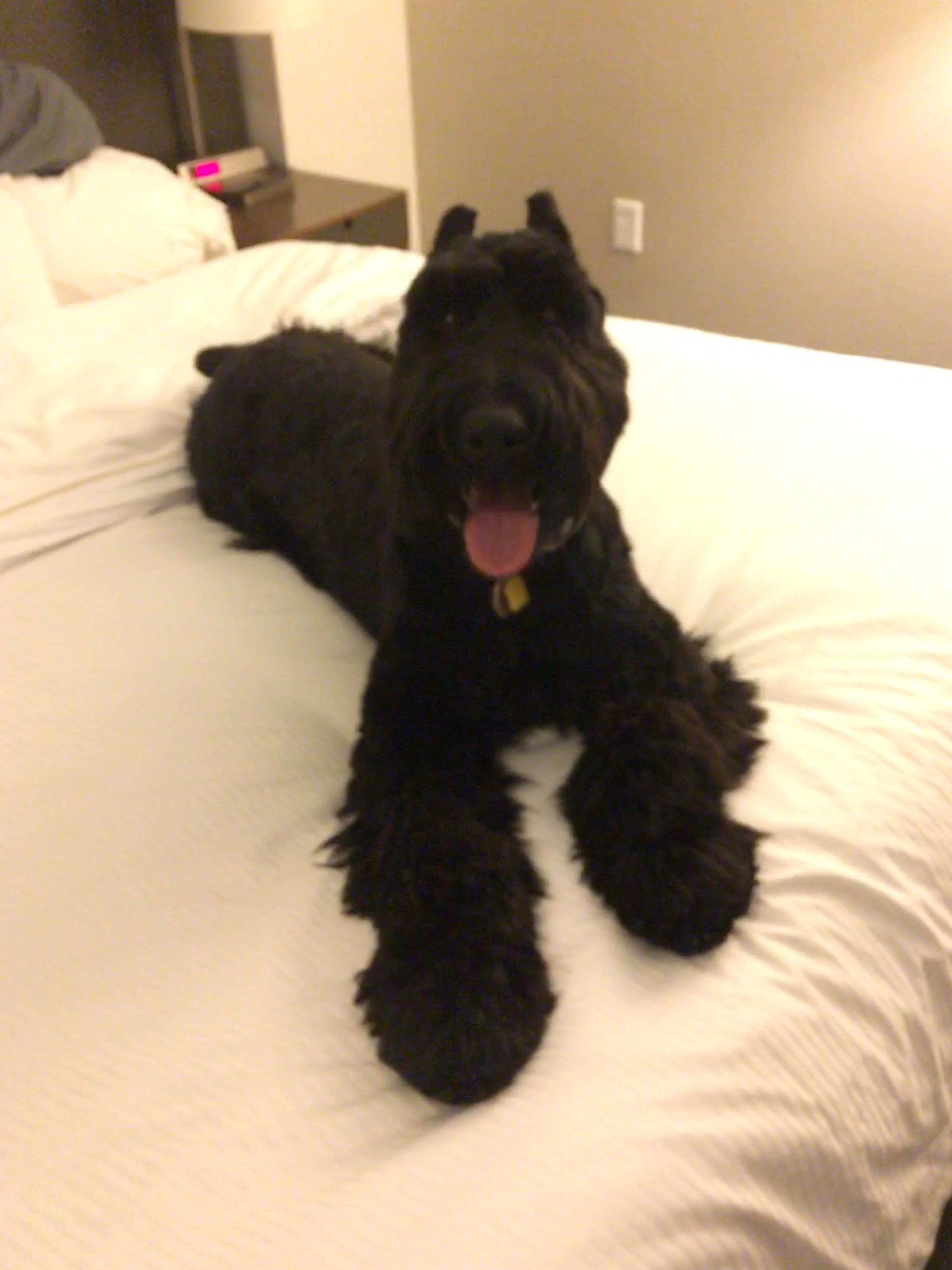 Element Omaha Midtown Crossing Pet Policy