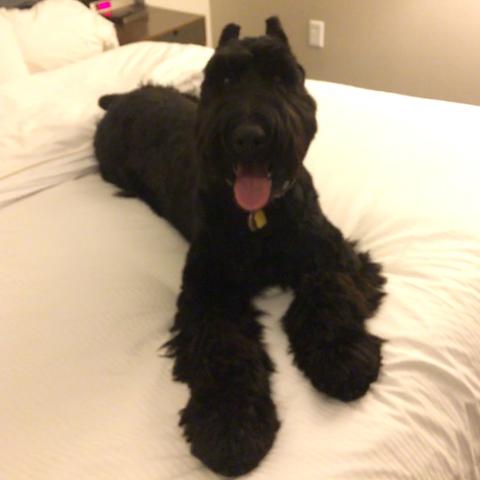 Element Omaha Midtown Crossing Pet Policy