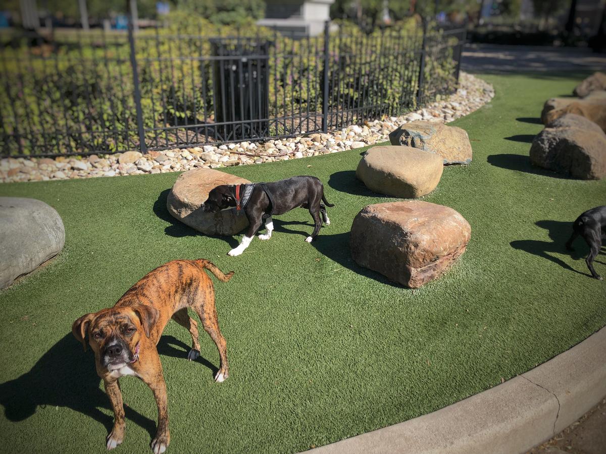 Elvi’s First Dog Park Experience