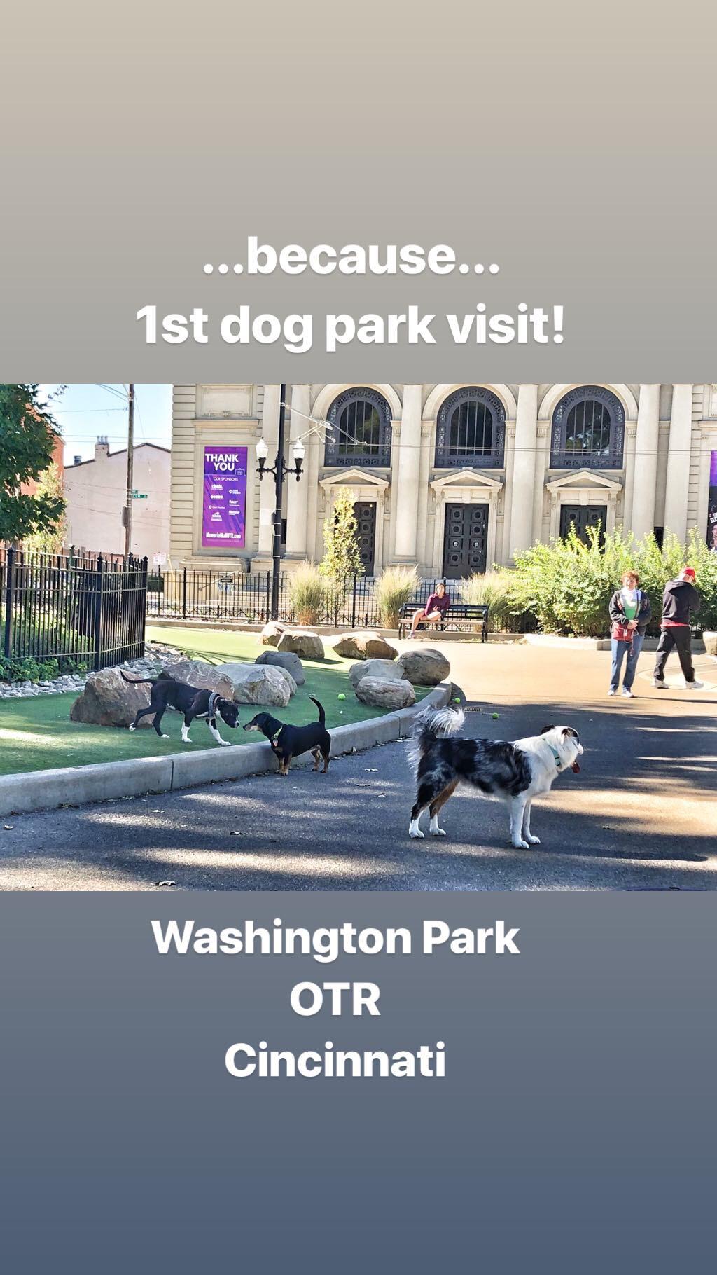 4.5 Month Old Elvi’s 1st Dog Park Experience