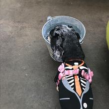 Cicada Cantina restaurant view 4