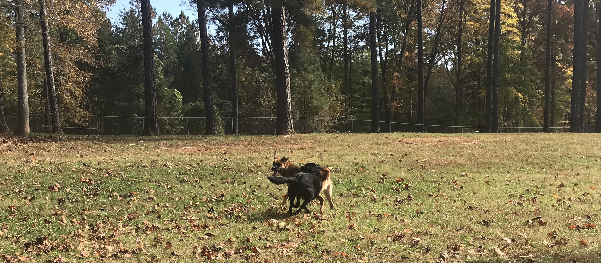 Dog Friendly Gastonia, NC