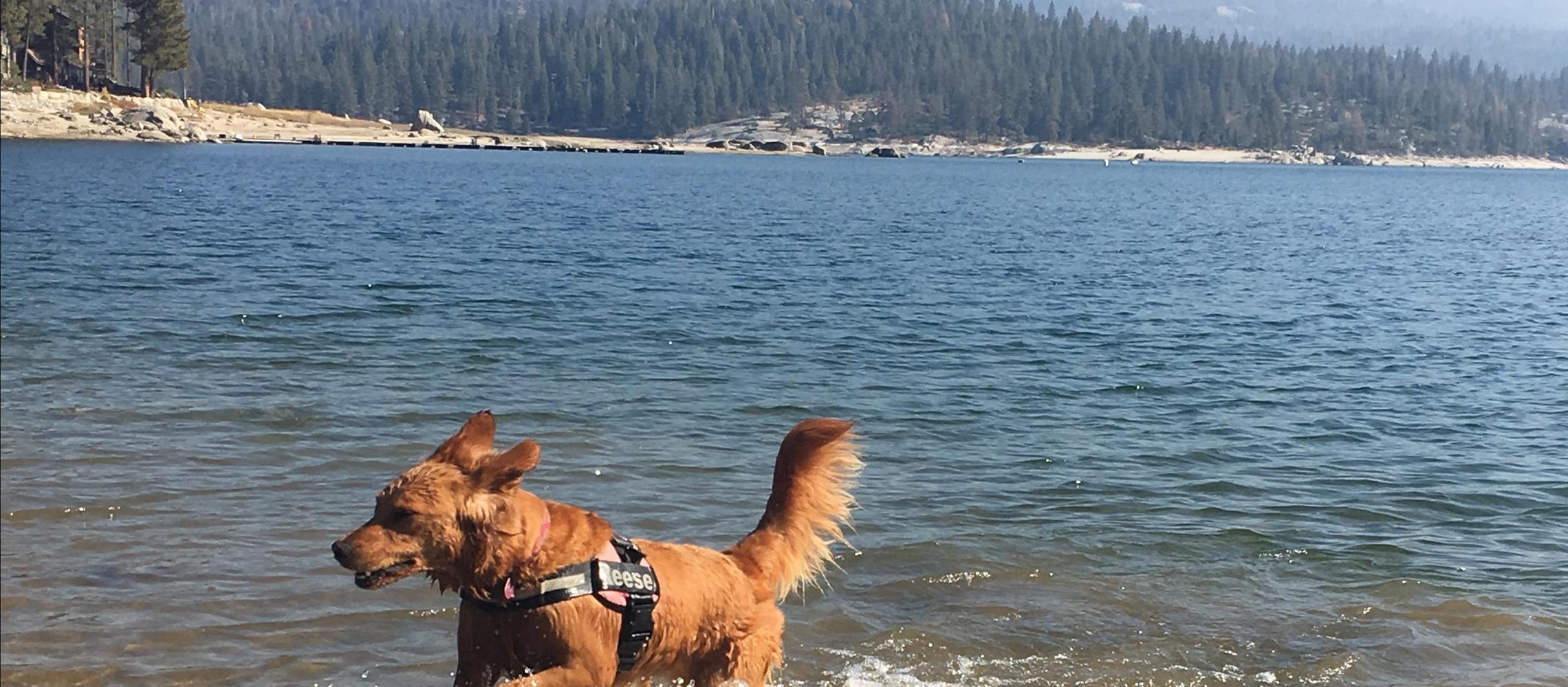 Dog Friendly Shaver Lake, CA
