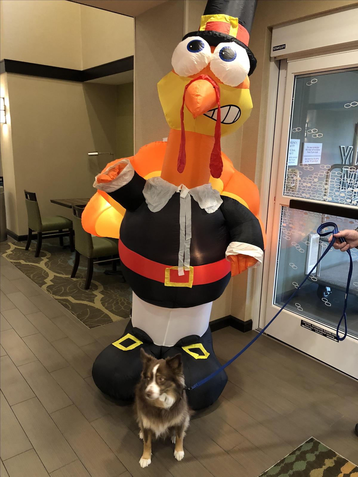 Dog Friendly Parkersburg, WV - BringFido