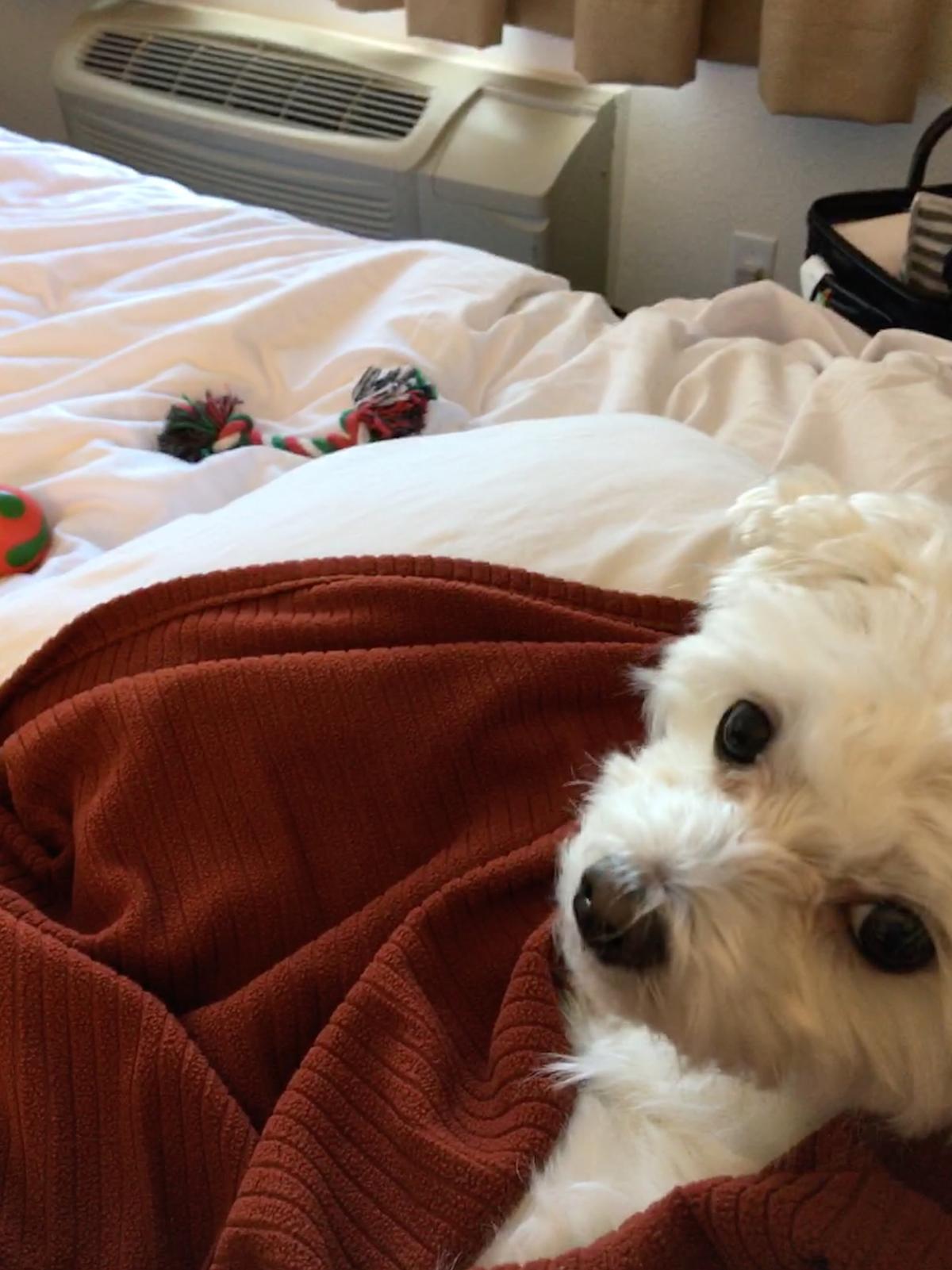 Dog Friendly Truro, NS - Bring Fido