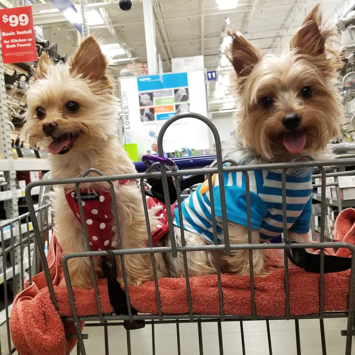 Dog Friendly Clovis, NM - BringFido