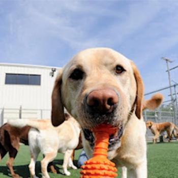 Pet Palace Resort Hilliard Dublin Pet palace is ohio's premier pet boarding and grooming for cats and dogs, as well as doggie daycare and playgroups. bring fido