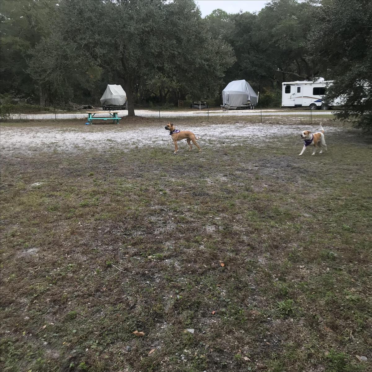 Fenced in Dog Run
