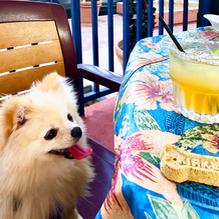 Blue Coyote Grill restaurant view 1