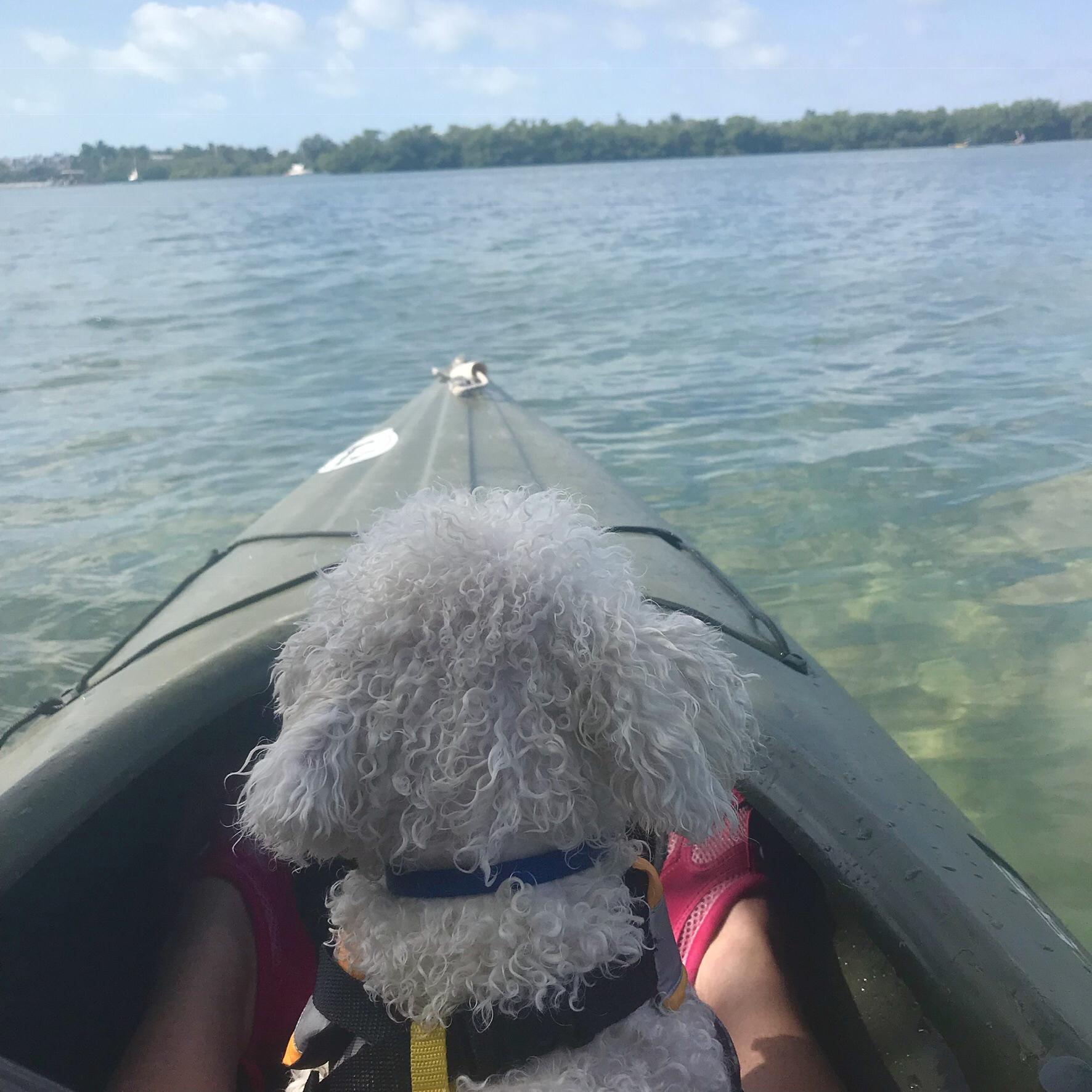 Dog Friendly Key West Fl