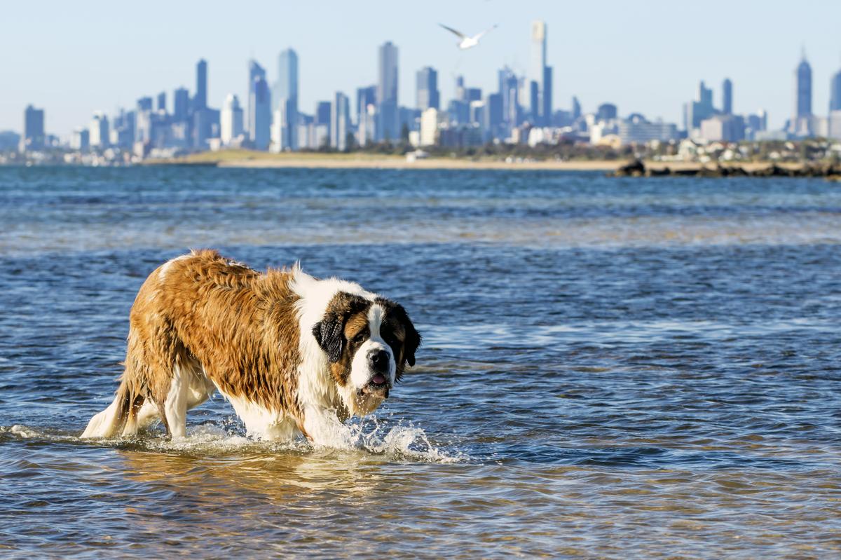 Saint Bernard in the Ocean