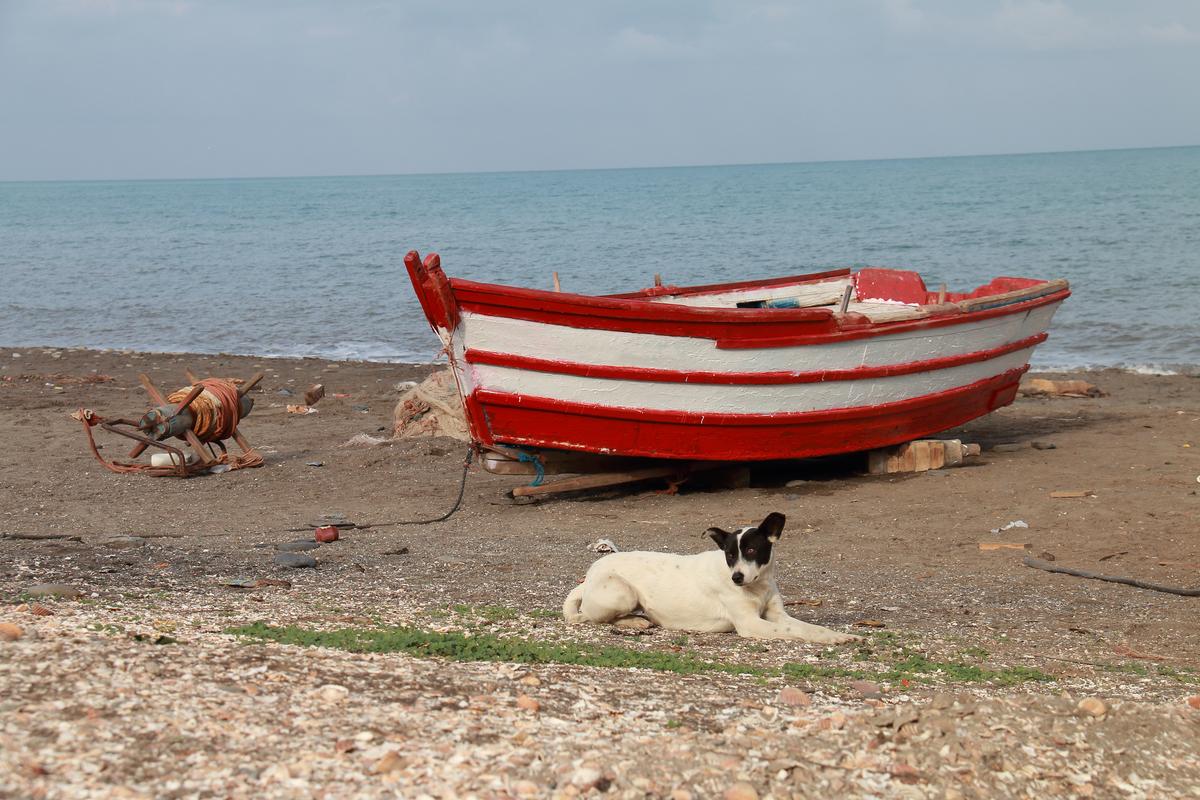 Dog Rests by a Boat on a Beach