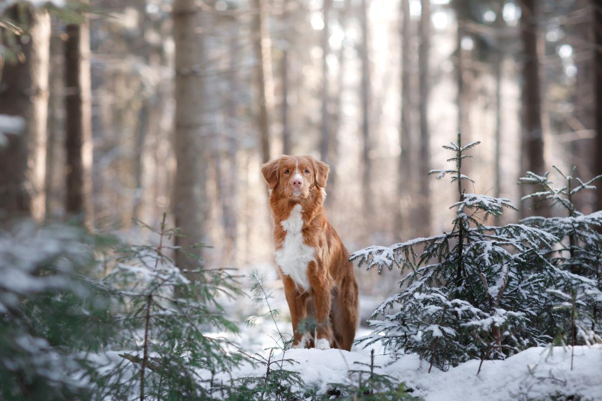 Duck Tolling Retriever in the Snow