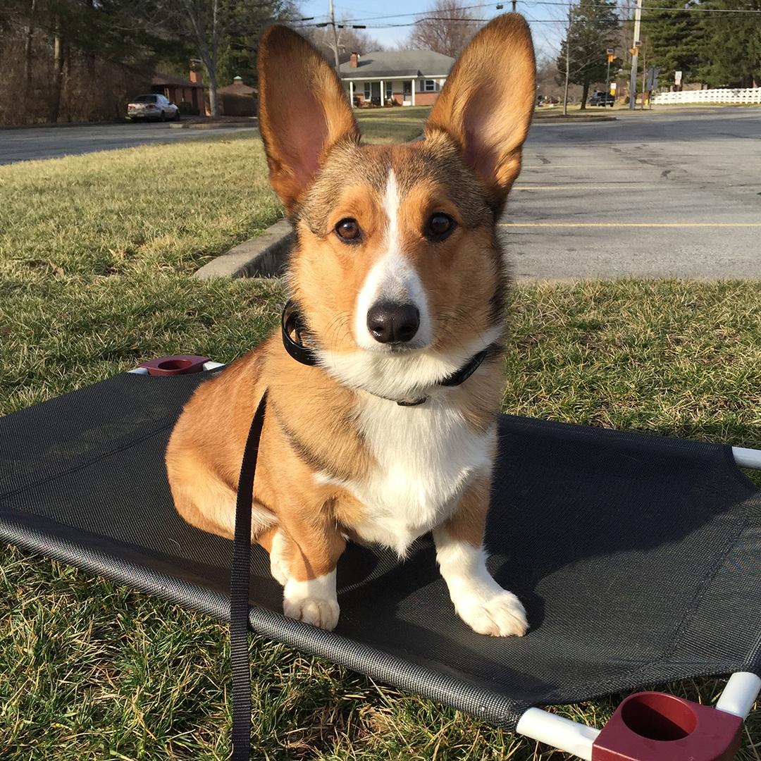 Sit Means Sit Dog Training North Metro