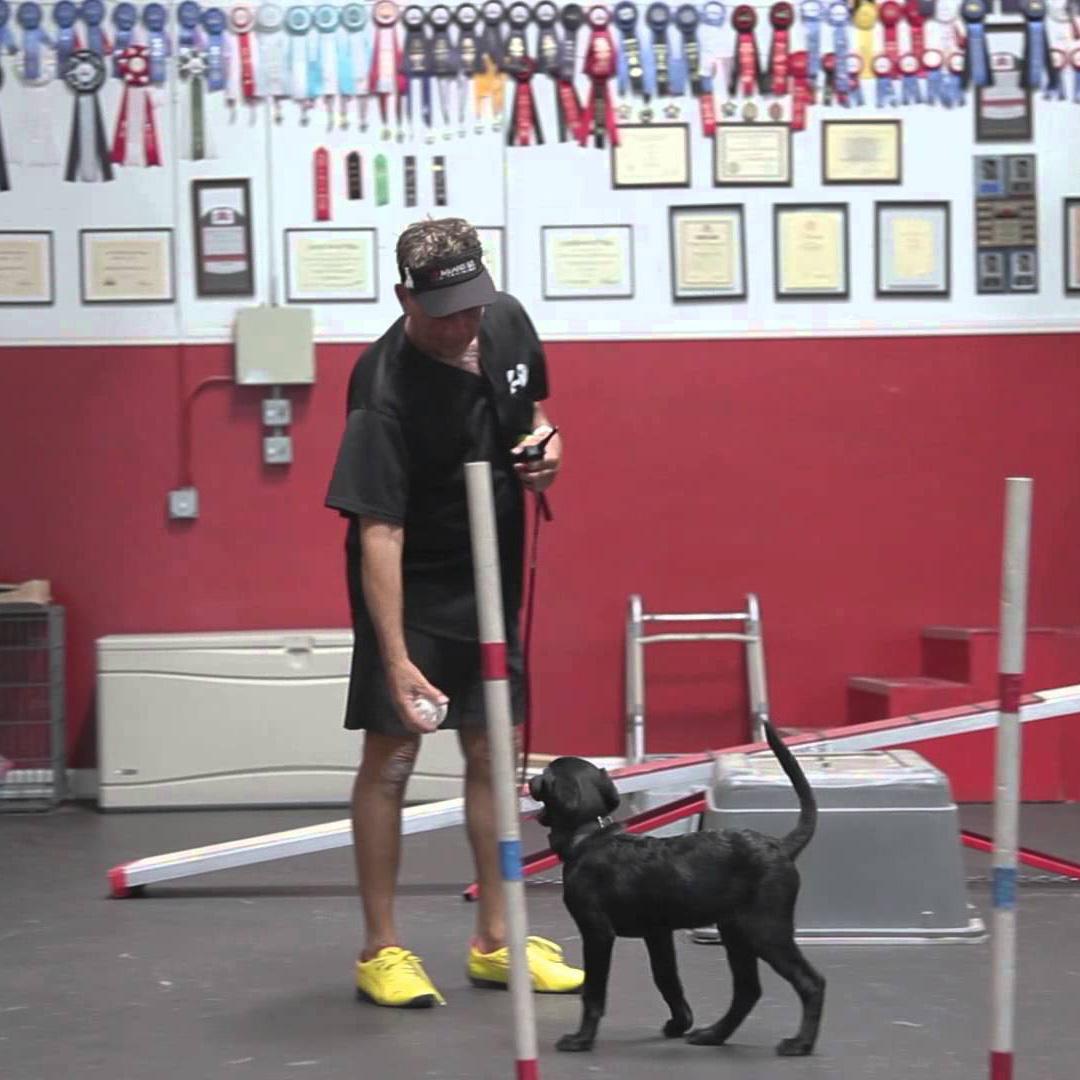 Sit Means Sit Dog Training Houston & Katy