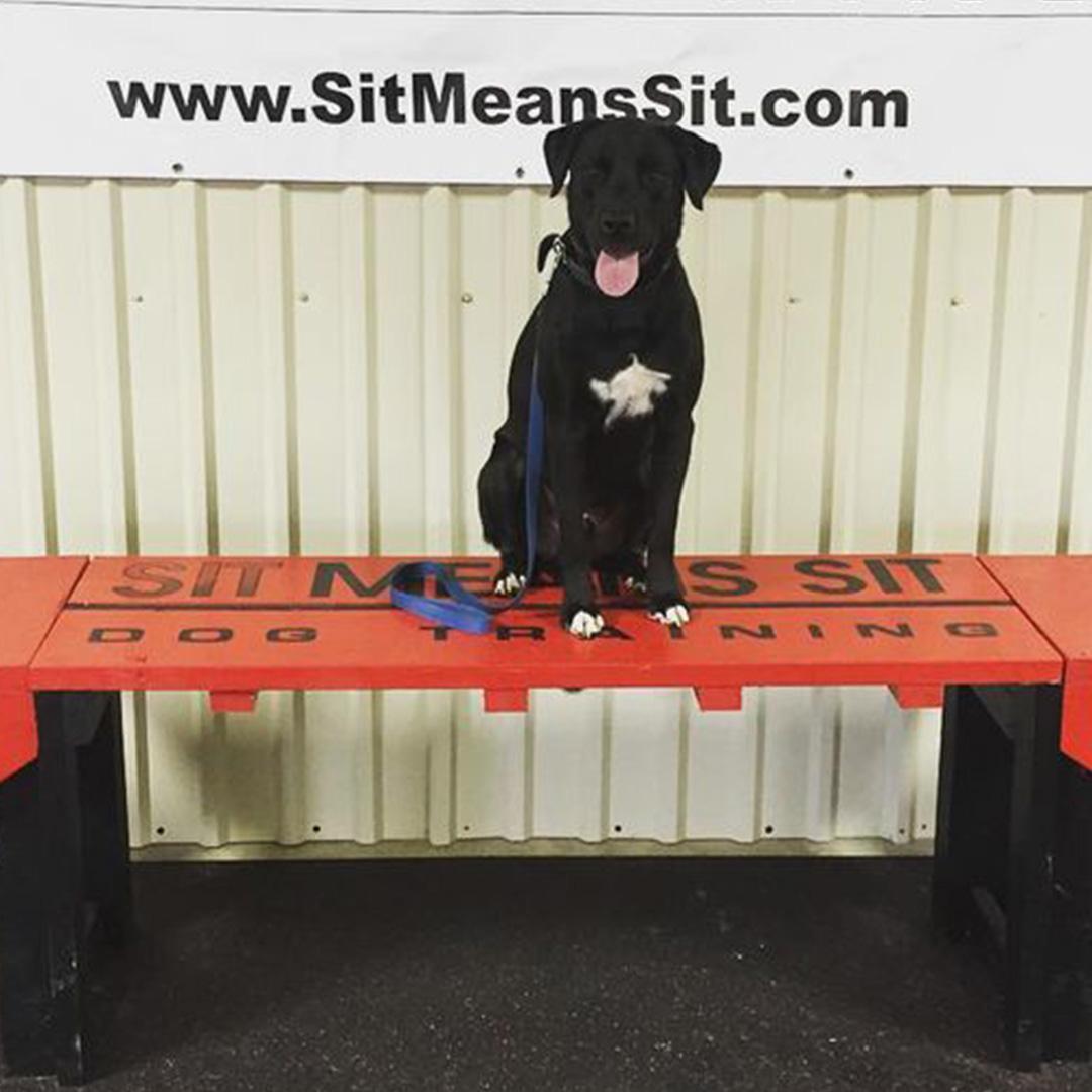 Sit Means Sit Dog Training Detroit