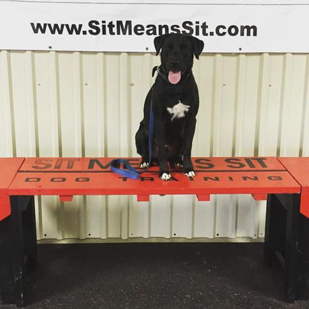 Pet Friendly Sit Means Sit Dog Training College Station