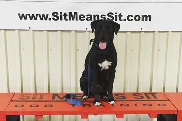 Pet Friendly Sit Means Sit Dog Training College Station